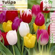 tulipe triomphe en melange